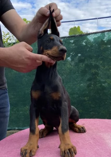 doberman cuccioli | Foto 1