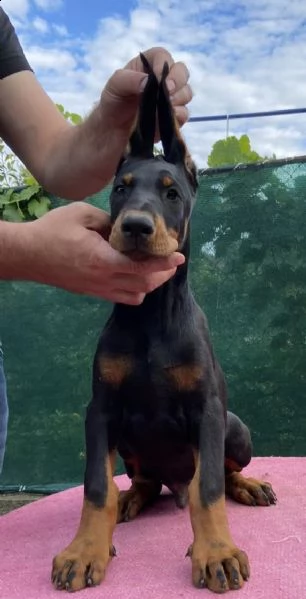 doberman cuccioli