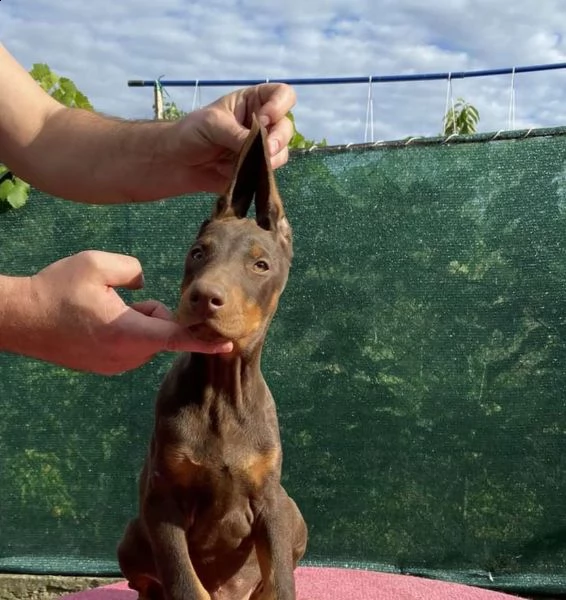 doberman cuccioli | Foto 0