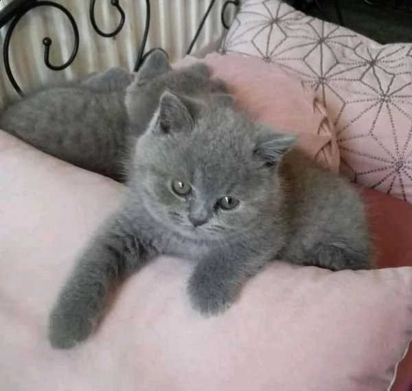 british shorthair | Foto 0