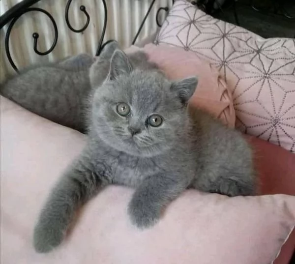 british shorthair