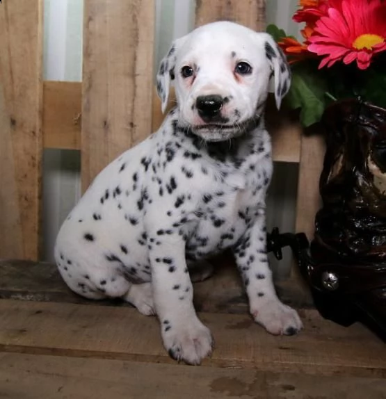 regalo dalmata disponiamo di una cucciolata di dalmata , provvisti di: • microchip, • due vaccini, •