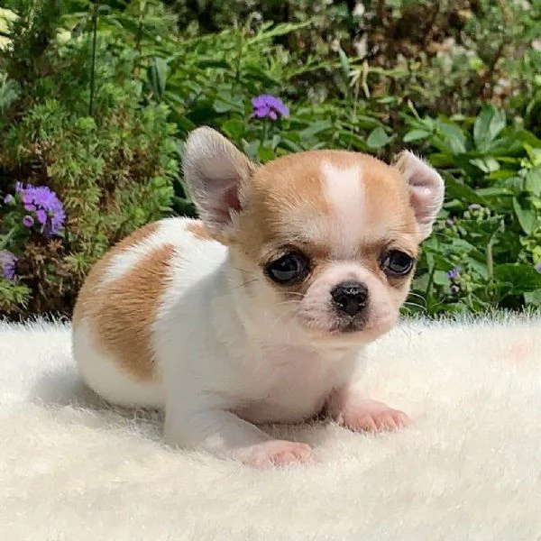 regalo cuccioli dolce e bella chihuahua toy