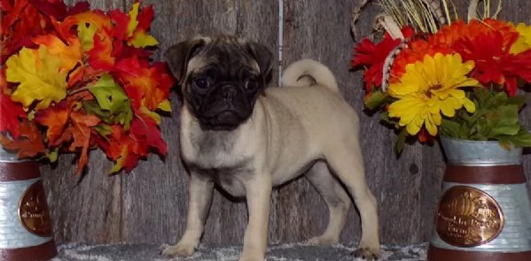 adorabili cuccioli di carlino messi in adozione