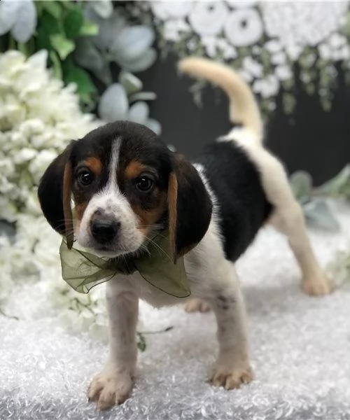 regalo beagle cuccioli meravigliosi ! 