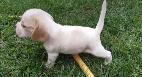  regalo cuccioli di maltese per l'adozione