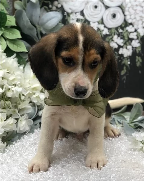 regalo beagle cuccioli meravigliosi ! 