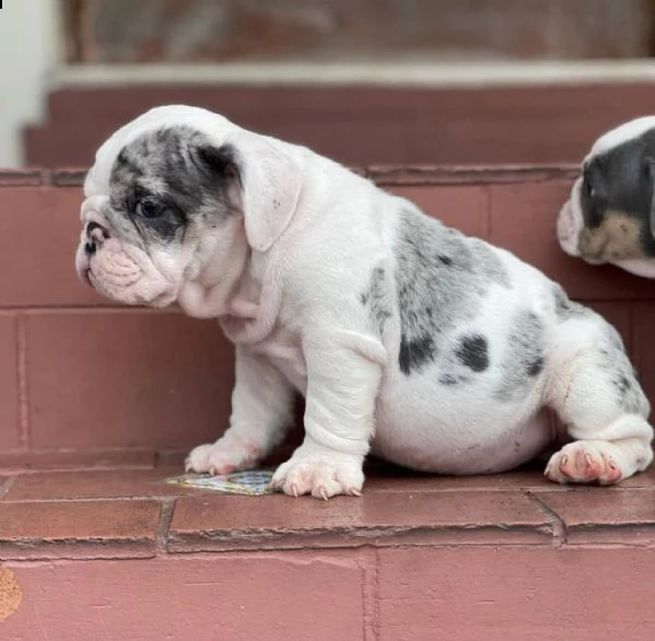 disponibili adorabili cuccioli di bulldog inglese maschio e femmina | Foto 0