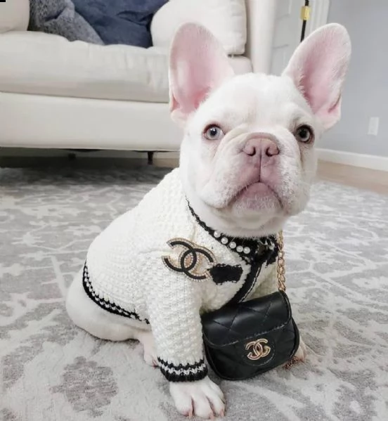 disponibili adorabili cuccioli di bulldog inglese maschio e femmina