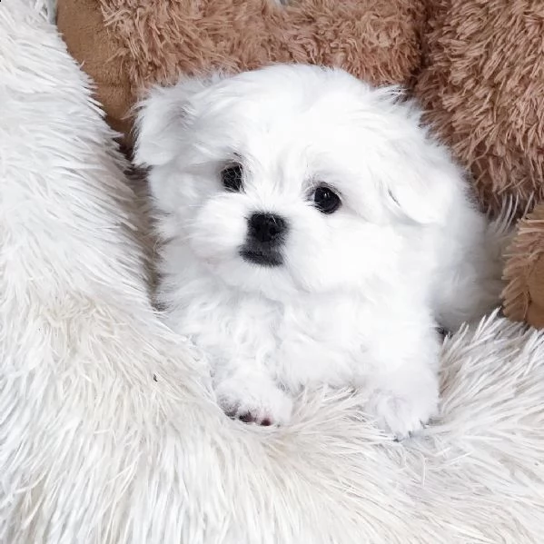 maltese nano... | Foto 0