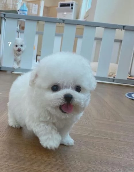 maltese nano(((((())))) | Foto 0