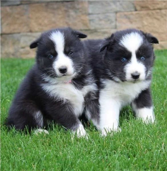 regalo siberian husky con pedigree 