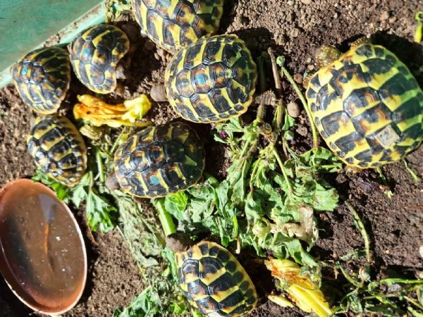 Tartarughe hermanni | Foto 2