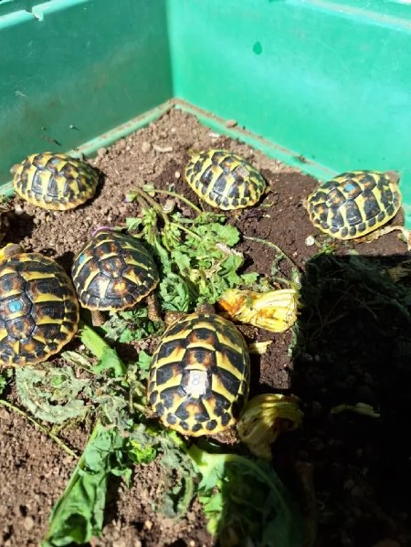 Tartarughe hermanni | Foto 1