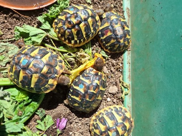 Tartarughe hermanni | Foto 0