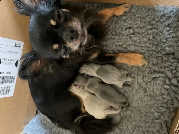  regalo chihuahua meravigliosi......