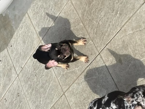  regalo cuccioli dolce e bella chihuahua toy