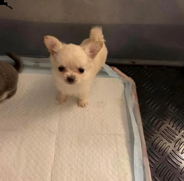 chihuahua minuscoli toy