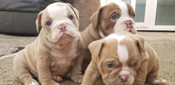 regalo bulldog inglese cuccioli disponibili