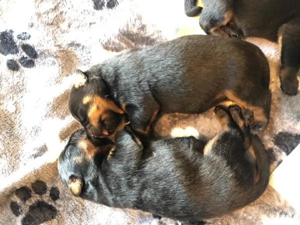 regalo cuccioli di tipo rottweiler con i capelli corti...