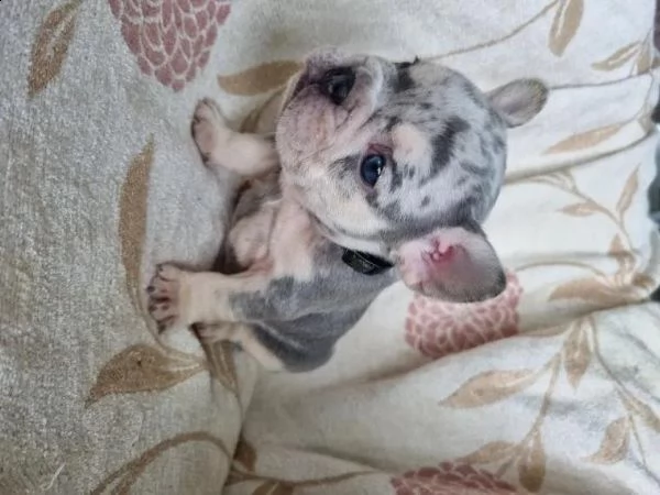  cuccioli di bulldog francese per l'adozione...