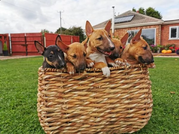  regalo adorabili cuccioli  dobermann  femminucce e maschietti.......
