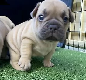  regalo bouledogue francese | Foto 0