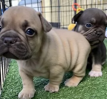  regalo bouledogue francese