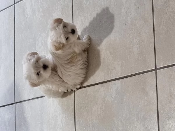  regalo adorabili cuccioli mini maltese  femminucce e maschietti