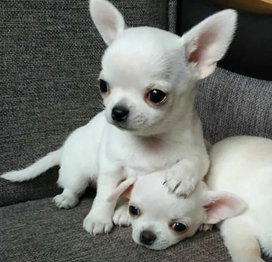    regalo cuccioli di chihuahua