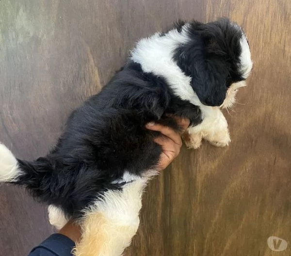     regalo shih-tzu  toy | Foto 0