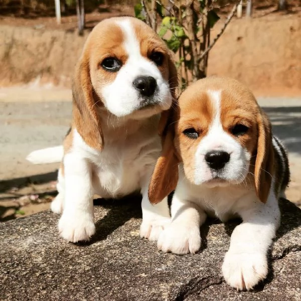 meraviglioso regalo di beagle  cuccioli di beagle ottimo pedigree, già vaccinati, sverminati e dotat