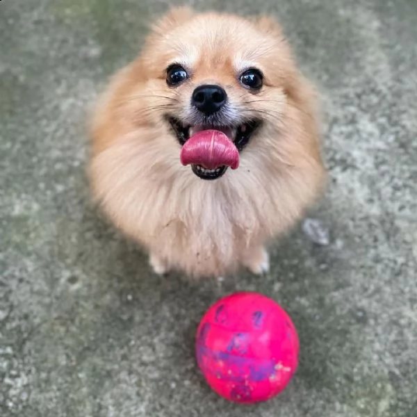 meraviglioso regalo di splitz  cuccioli di splitz di ottima genealogia, già vaccinati, sverminati e 