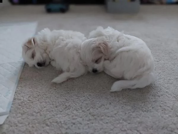 regalo adorabili cuccioli mini maltese  femminucce e maschietti