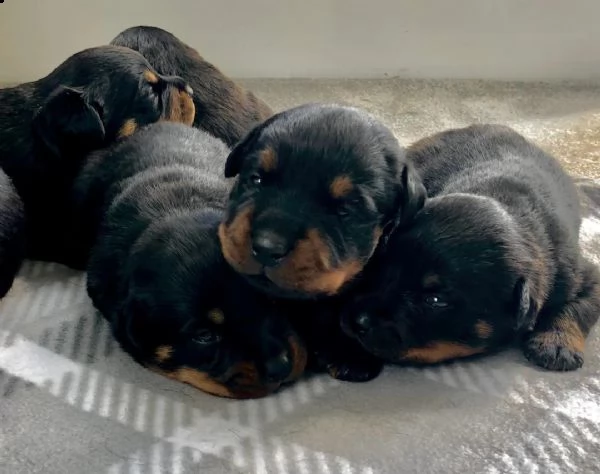 regalo cuccioli di tipo rottweiler con i capelli corti..
