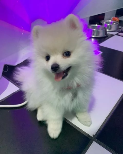 regalo cuccioli di volpino pomerania di 90 giorni nata e svezzata in ambiente familiare. viene munit