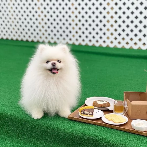 regalo cuccioli di volpino pomerania di 90 giorni nata e svezzata in ambiente familiare. viene munit