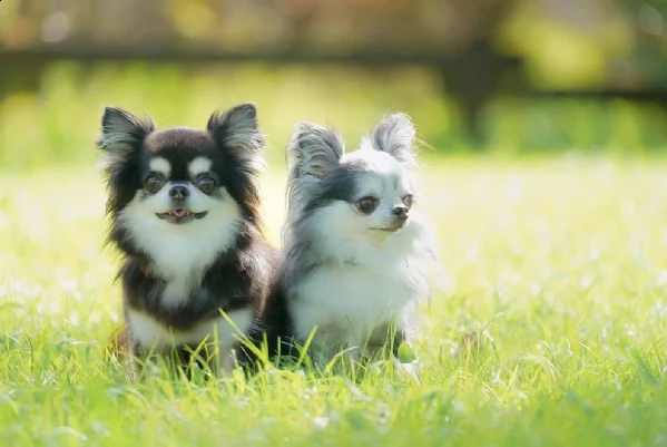 meraviglioso regalo di chihuahua  cuccioli di chihuahua di ottima genealogia, già vaccinati, svermin