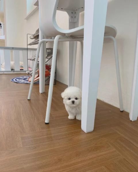 regalo maltese | Foto 0