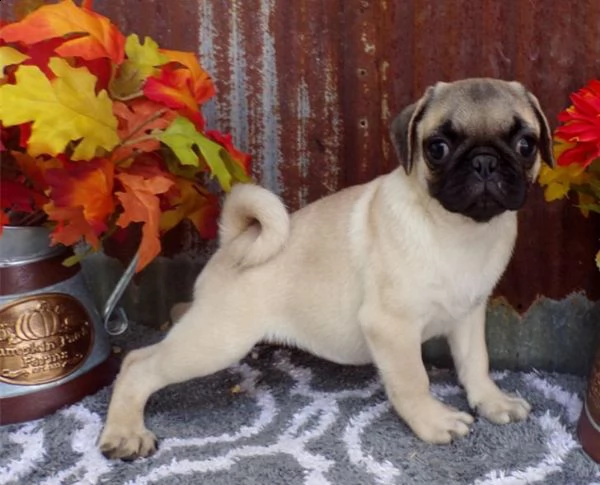 adorabili cuccioli di carlino messi in adozione,