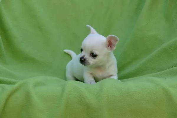    regalo cuccioli di chihuahua | Foto 0