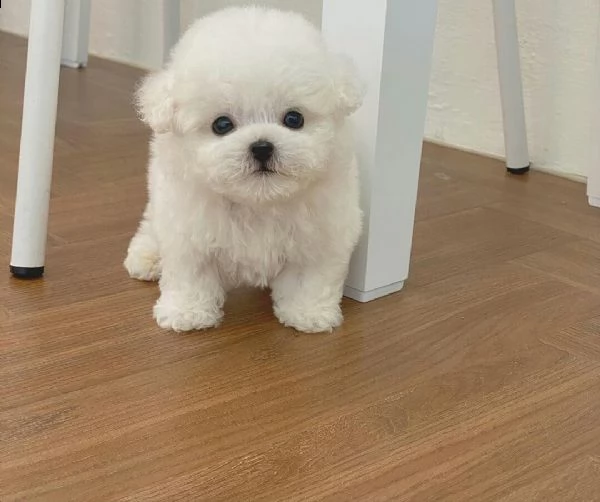  regalo maltese | Foto 0