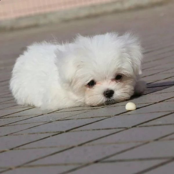  regalo maltese | Foto 0