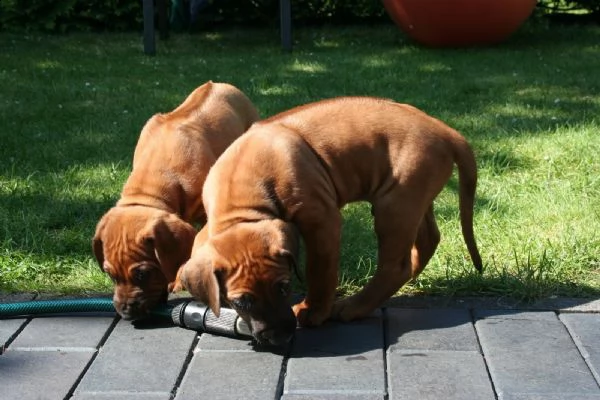 bellissimi cuccioli di rhodesian ridgeback | Foto 0