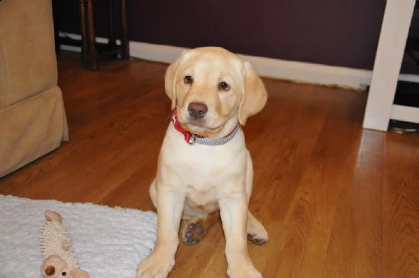belllissimi cuccioli di labrador retriever