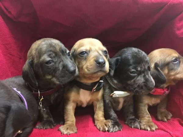 regalo adorabili cuccioli bassotto femminucce e maschietti disponibili