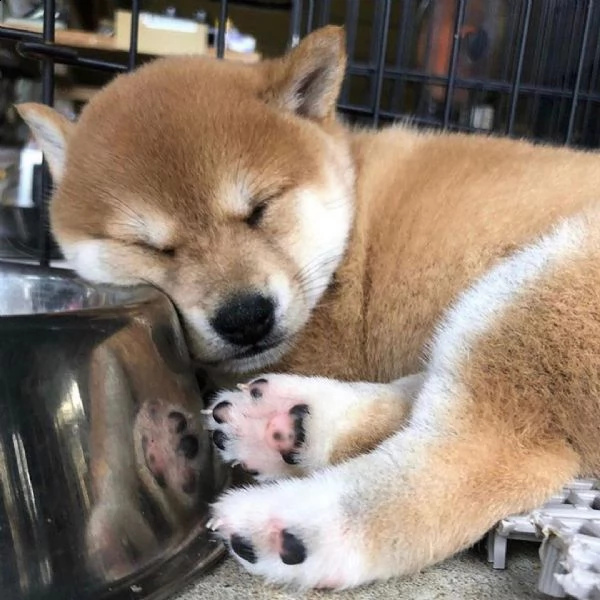 simpatico adorabile cucciolo in adozione gratuita