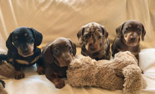 bassotti kaninchen alta genealogia prenotabili disponibile ultimi maschietti di bassotti pelo raso k