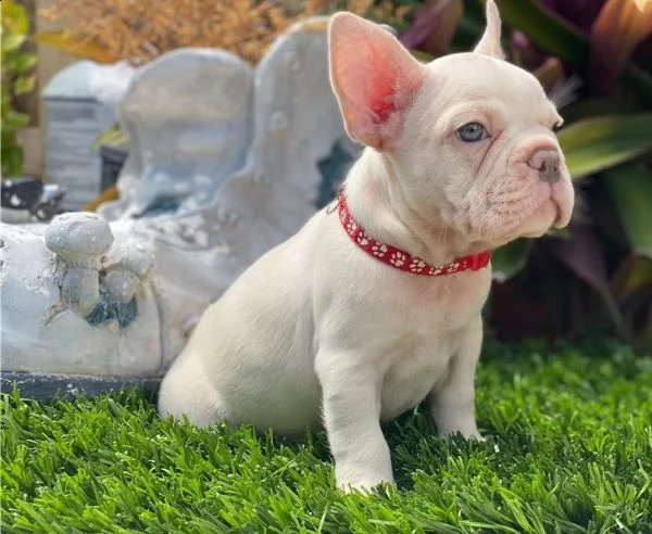 regalo bulldog francese cucciolata disponiamo di una cucciolata di bulldog francese ; provvisti di: