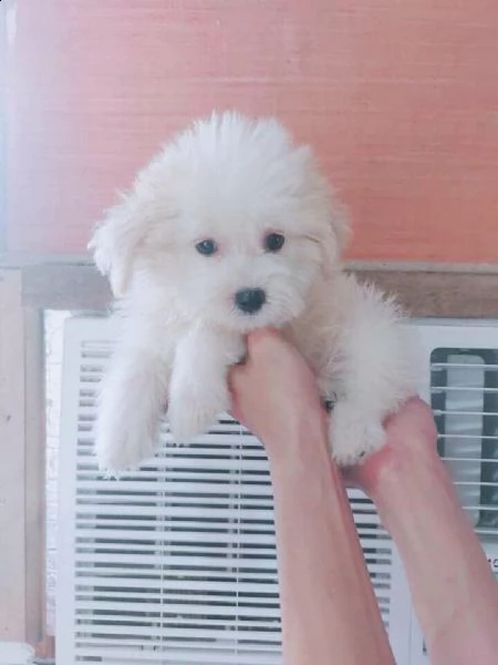  regalo maltese | Foto 0